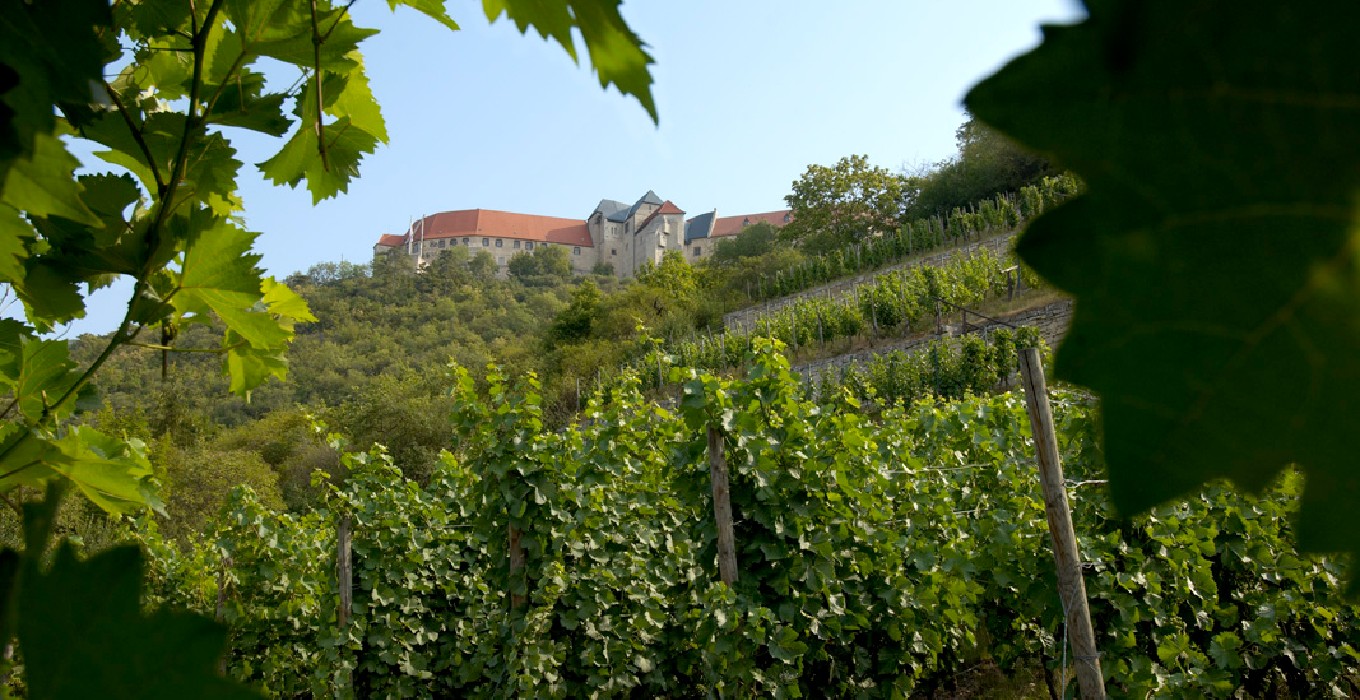 Weinlehrpfad Weinwandern