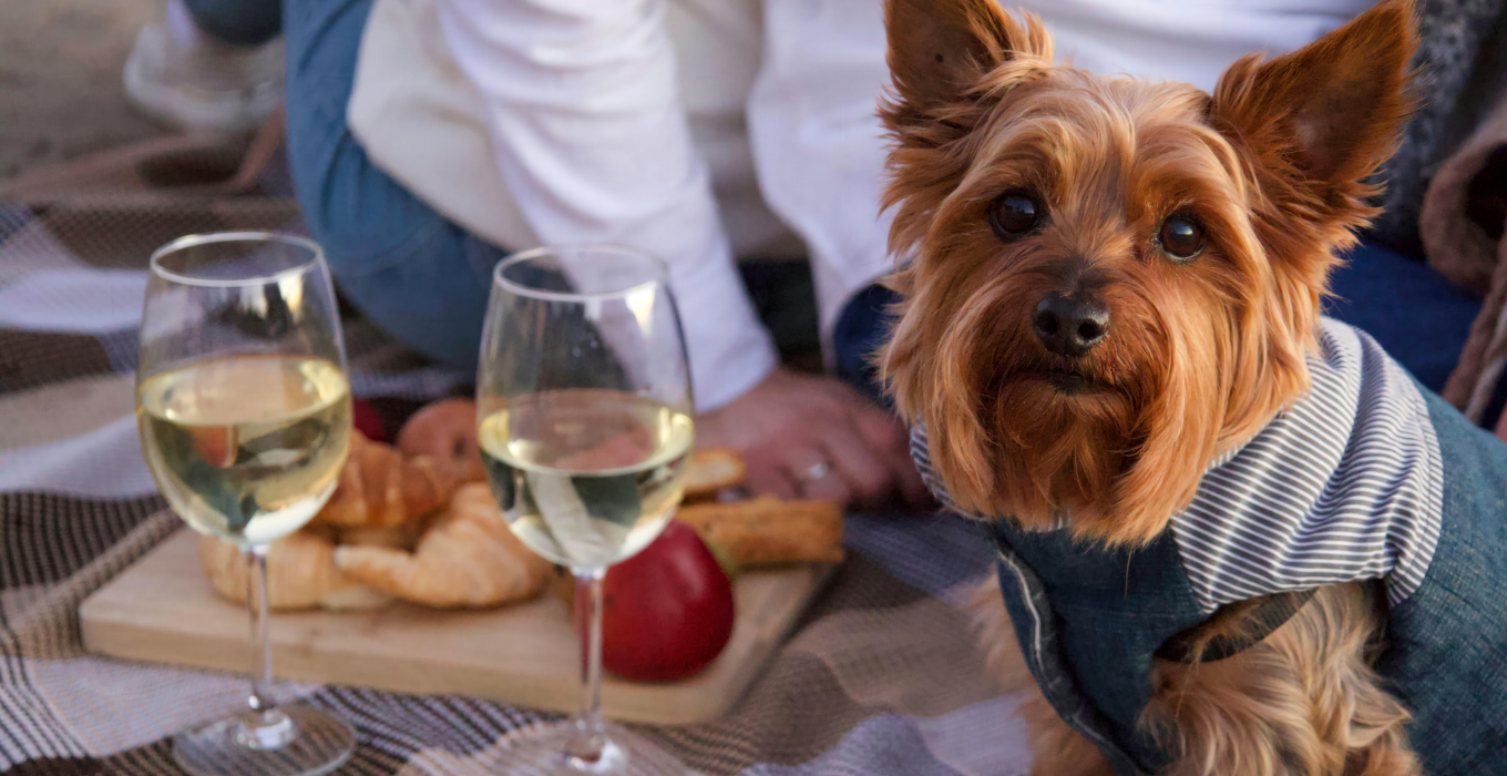 Picknick im Frhling