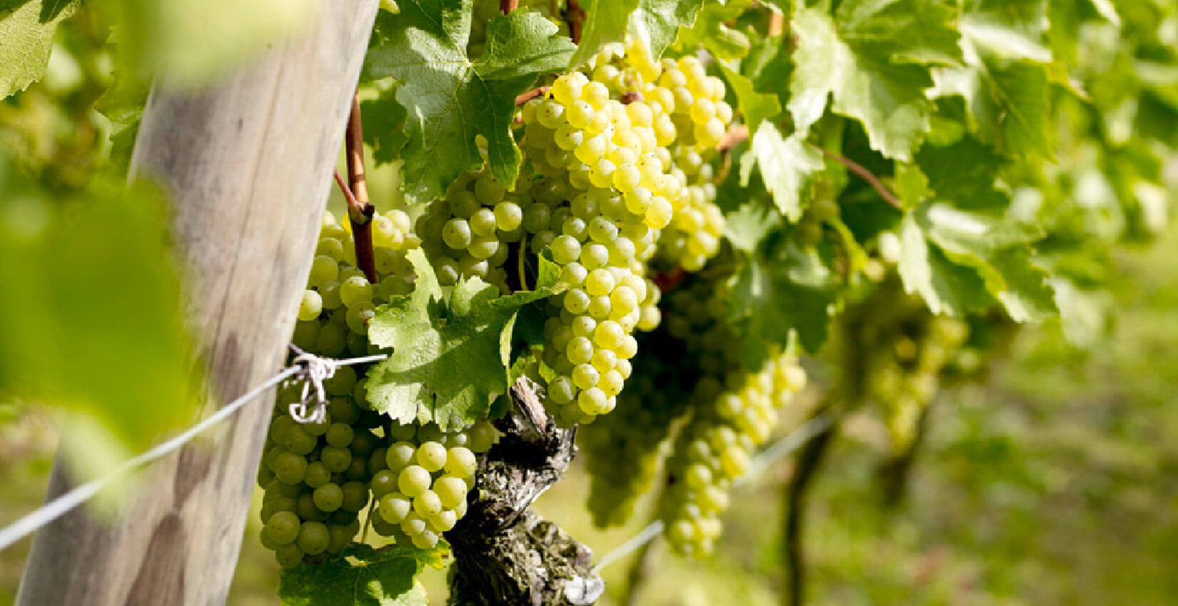 Rebsorte Bacchus