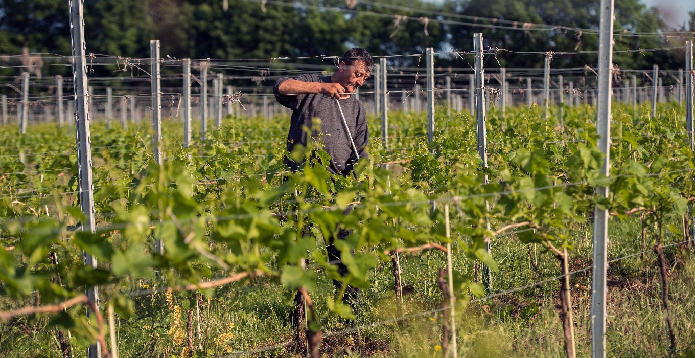 Von der Traube zum Werkstück - Sieben Worte Wein